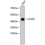 Western Blot - Anti-CASP2 Antibody (A10772) - Antibodies.com