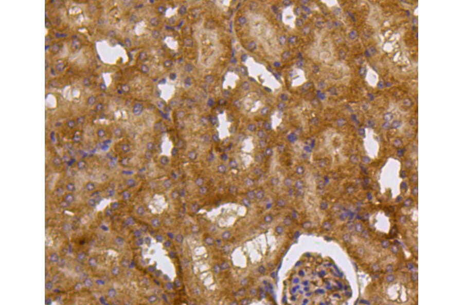 Immunohistochemistry - Anti-CASP2 Antibody (A10772) - Antibodies.com