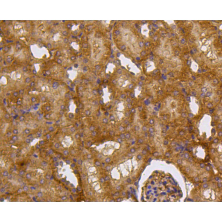 Immunohistochemistry - Anti-CASP2 Antibody (A10772) - Antibodies.com