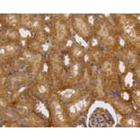 Immunohistochemistry - Anti-CASP2 Antibody (A10772) - Antibodies.com