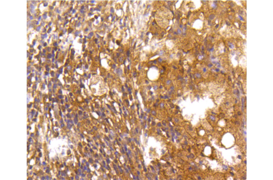 Immunohistochemistry - Anti-CASP2 Antibody (A10772) - Antibodies.com