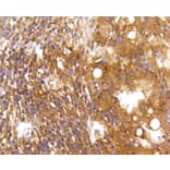 Immunohistochemistry - Anti-CASP2 Antibody (A10772) - Antibodies.com