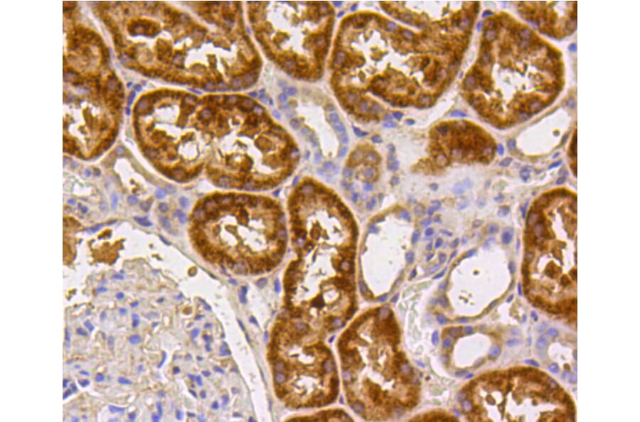 Immunohistochemistry - Anti-CASP2 Antibody (A10772) - Antibodies.com