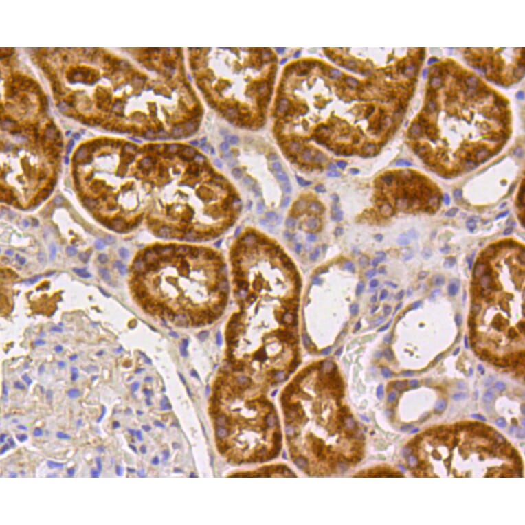 Immunohistochemistry - Anti-CASP2 Antibody (A10772) - Antibodies.com