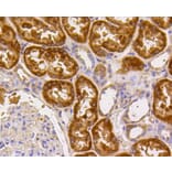 Immunohistochemistry - Anti-CASP2 Antibody (A10772) - Antibodies.com