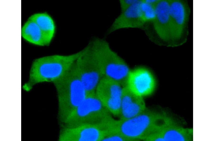 Immunofluorescence - Anti-CASP2 Antibody (A10772) - Antibodies.com