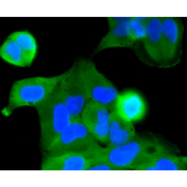 Immunofluorescence - Anti-CASP2 Antibody (A10772) - Antibodies.com