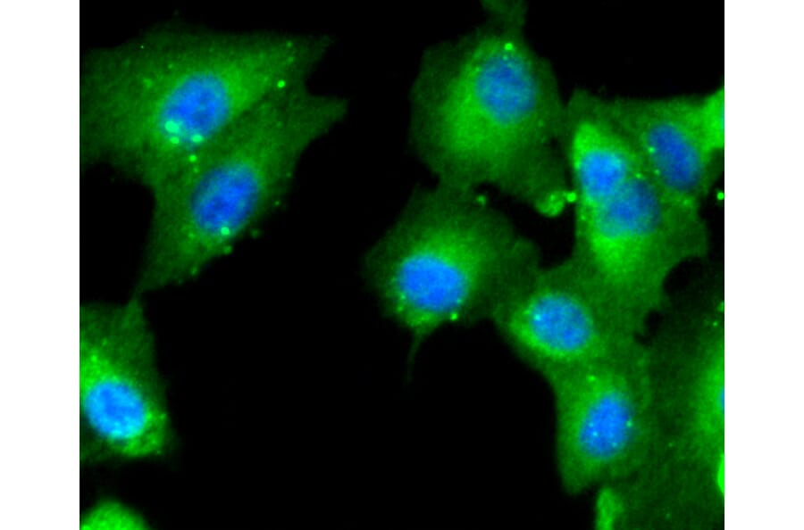 Immunofluorescence - Anti-CASP2 Antibody (A10772) - Antibodies.com