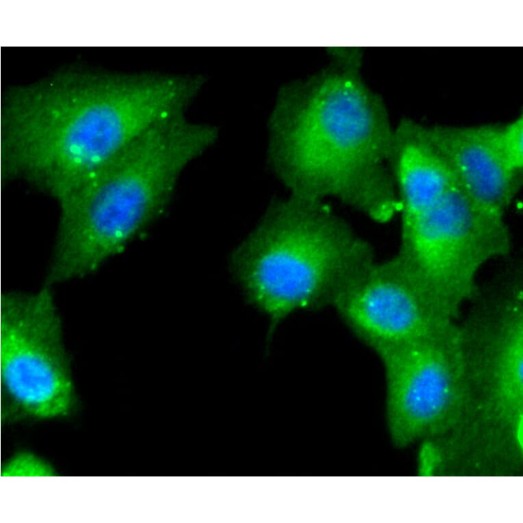 Immunofluorescence - Anti-CASP2 Antibody (A10772) - Antibodies.com