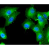 Immunofluorescence - Anti-CASP2 Antibody (A10772) - Antibodies.com