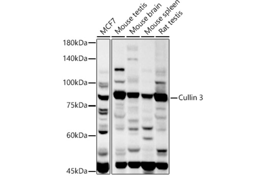 Western Blot - Anti-Cullin 3/CUL-3 Antibody (A13061) - Antibodies.com