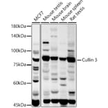 Western Blot - Anti-Cullin 3/CUL-3 Antibody (A13061) - Antibodies.com