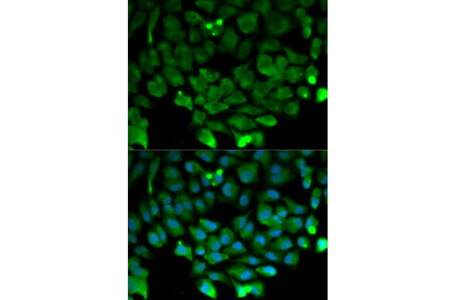 Immunofluorescence - Anti-Cullin 3/CUL-3 Antibody (A13061) - Antibodies.com