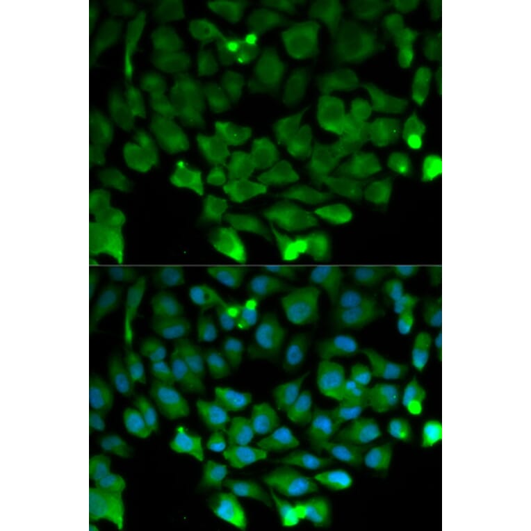 Immunofluorescence - Anti-Cullin 3/CUL-3 Antibody (A13061) - Antibodies.com