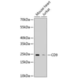 Western Blot - Anti-CD9 Antibody (A10789) - Antibodies.com