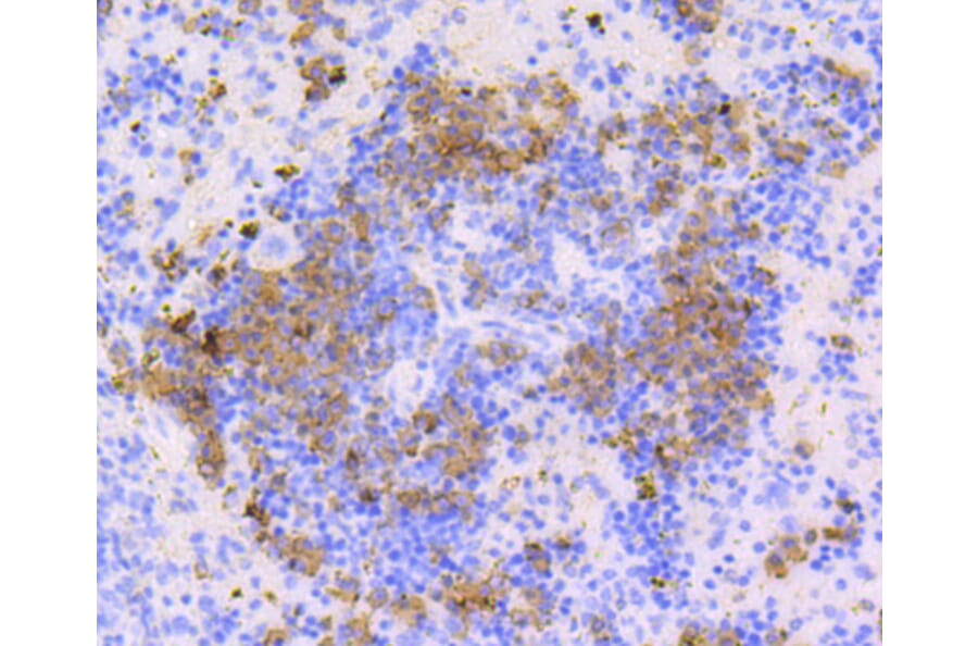 Immunohistochemistry - Anti-CD9 Antibody (A10789) - Antibodies.com