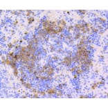 Immunohistochemistry - Anti-CD9 Antibody (A10789) - Antibodies.com