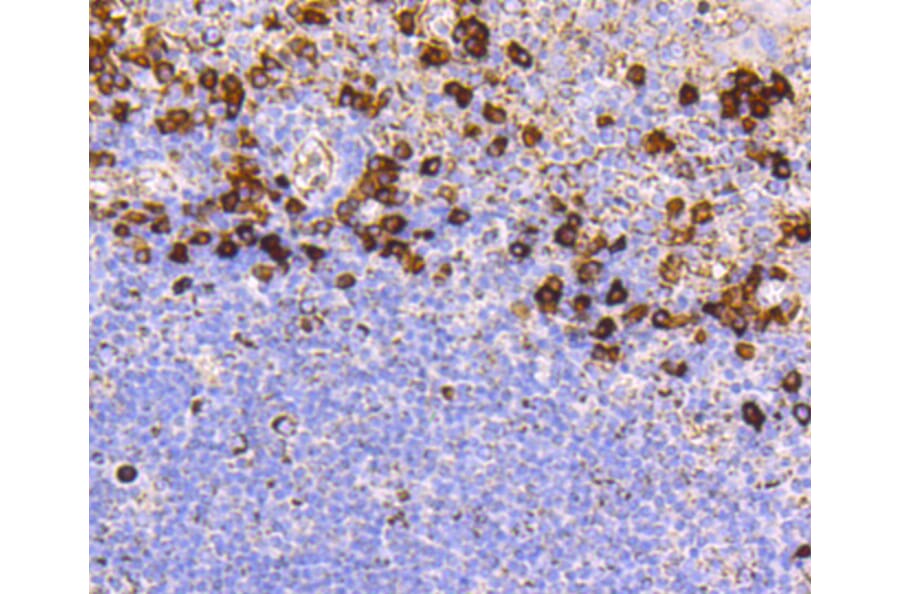 Immunohistochemistry - Anti-CD9 Antibody (A10789) - Antibodies.com