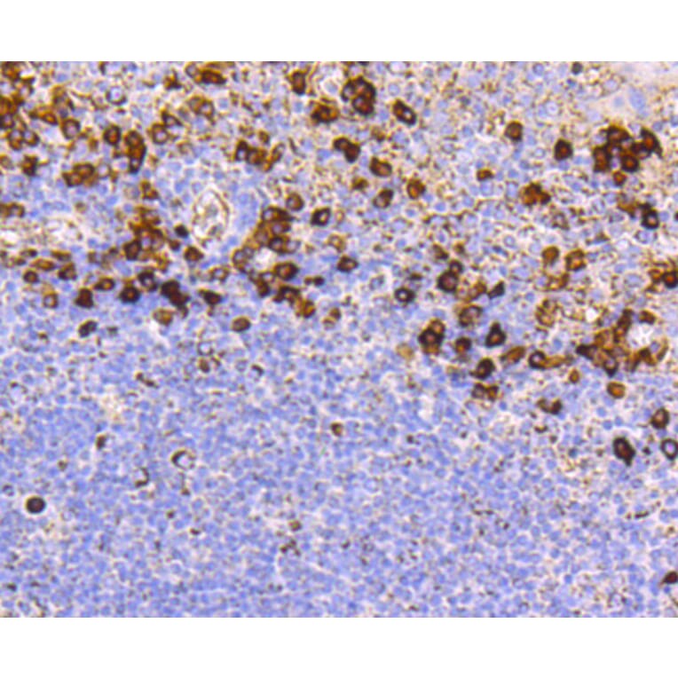 Immunohistochemistry - Anti-CD9 Antibody (A10789) - Antibodies.com