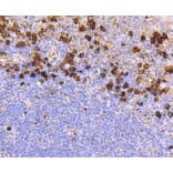 Immunohistochemistry - Anti-CD9 Antibody (A10789) - Antibodies.com