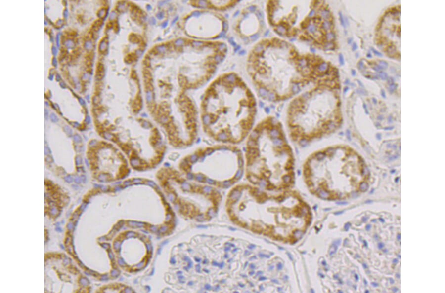 Immunohistochemistry - Anti-CD9 Antibody (A10789) - Antibodies.com