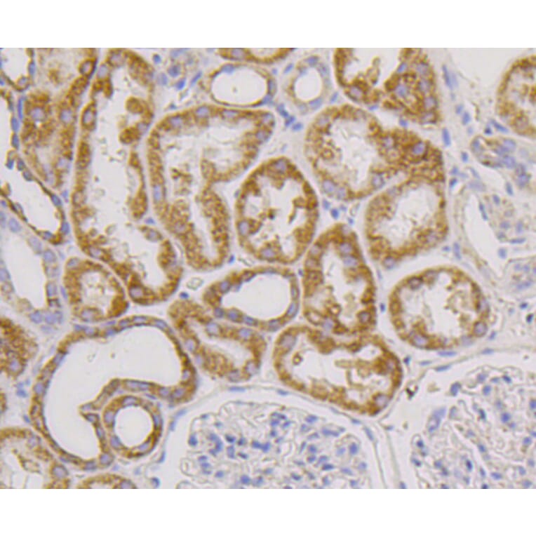 Immunohistochemistry - Anti-CD9 Antibody (A10789) - Antibodies.com