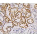 Immunohistochemistry - Anti-CD9 Antibody (A10789) - Antibodies.com