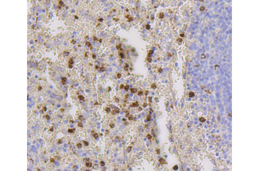 Immunohistochemistry - Anti-CD9 Antibody (A10789) - Antibodies.com