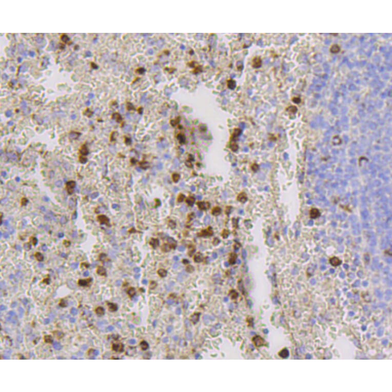 Immunohistochemistry - Anti-CD9 Antibody (A10789) - Antibodies.com