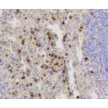 Immunohistochemistry - Anti-CD9 Antibody (A10789) - Antibodies.com