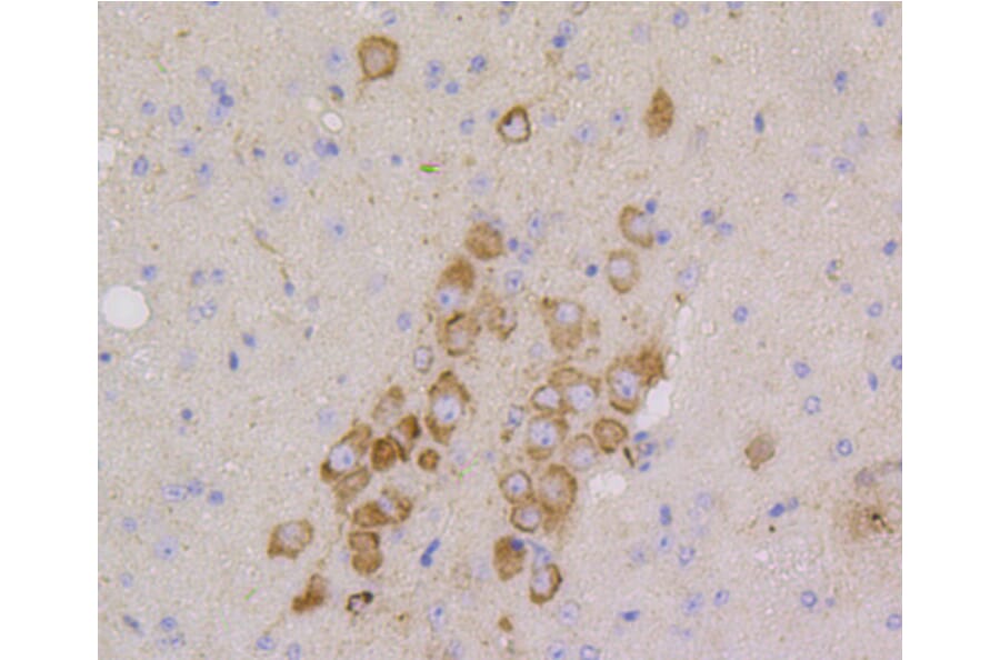 Immunohistochemistry - Anti-CD9 Antibody (A10789) - Antibodies.com