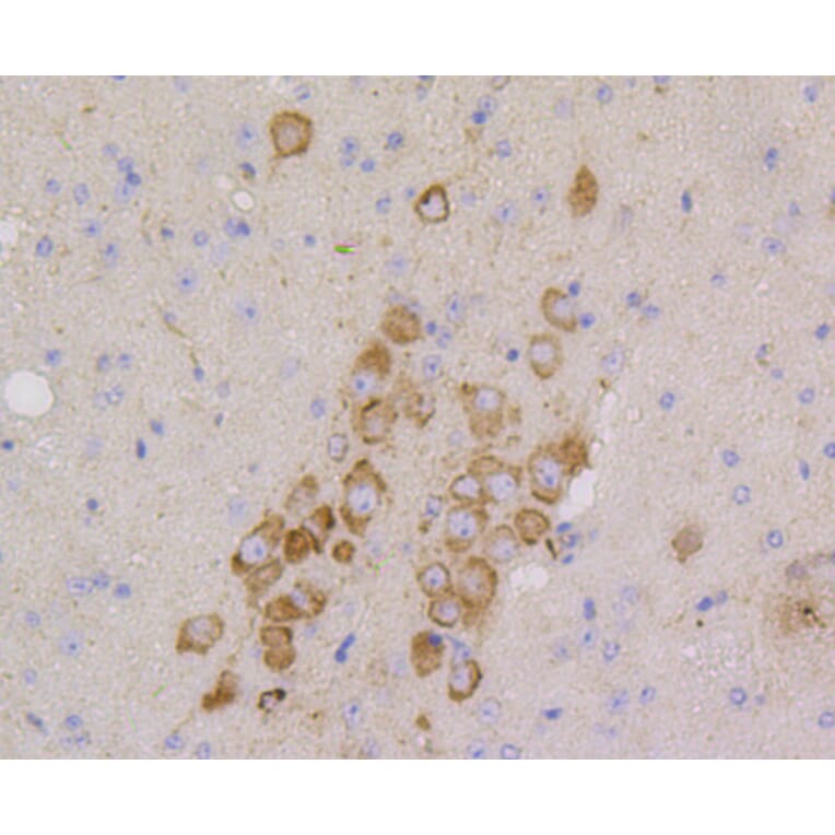 Immunohistochemistry - Anti-CD9 Antibody (A10789) - Antibodies.com