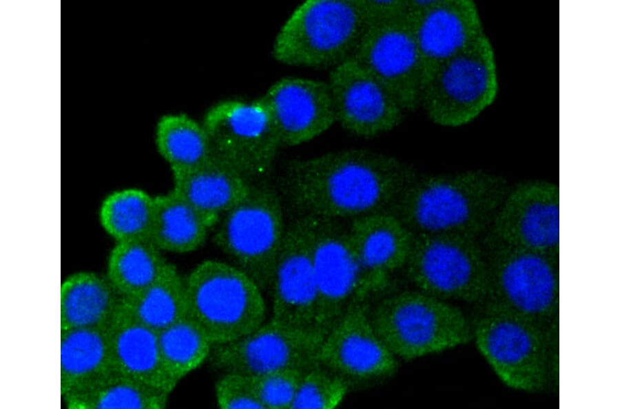 Immunofluorescence - Anti-CD9 Antibody (A10789) - Antibodies.com