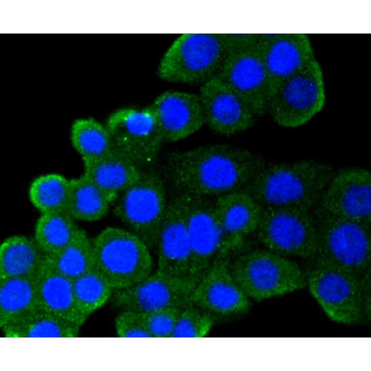 Immunofluorescence - Anti-CD9 Antibody (A10789) - Antibodies.com