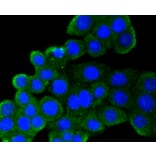 Immunofluorescence - Anti-CD9 Antibody (A10789) - Antibodies.com