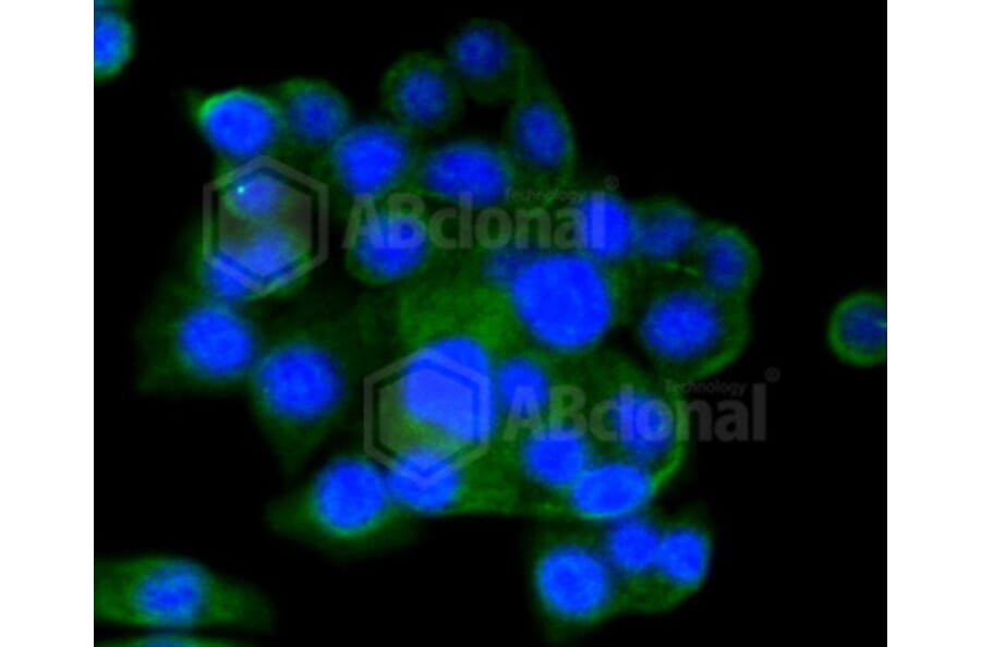 Immunofluorescence - Anti-CD9 Antibody (A10789) - Antibodies.com