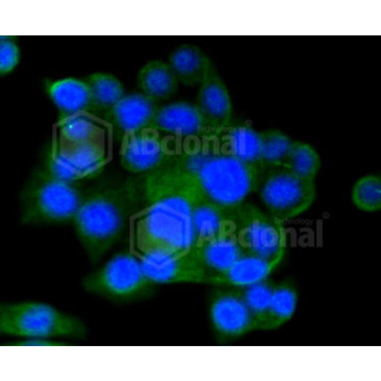 Immunofluorescence - Anti-CD9 Antibody (A10789) - Antibodies.com