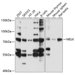 Western Blot - Anti-MELK Antibody (A13068) - Antibodies.com