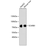Western Blot - Anti-SCARB1 Antibody (A10799) - Antibodies.com