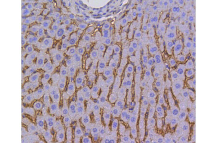 Immunohistochemistry - Anti-SCARB1 Antibody (A10799) - Antibodies.com