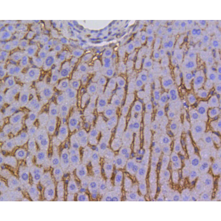 Immunohistochemistry - Anti-SCARB1 Antibody (A10799) - Antibodies.com