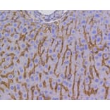 Immunohistochemistry - Anti-SCARB1 Antibody (A10799) - Antibodies.com