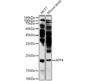 Western Blot - Anti-NT-4 Antibody (A13073) - Antibodies.com