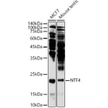 Western Blot - Anti-NT-4 Antibody (A13073) - Antibodies.com