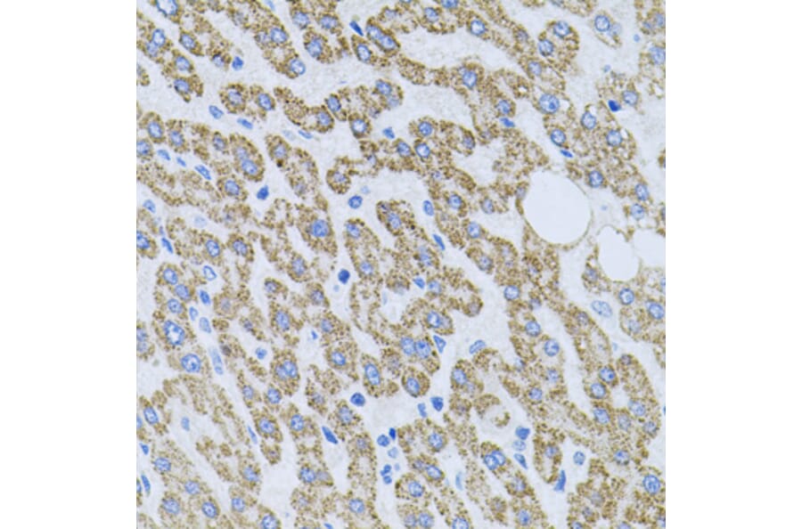 Immunohistochemistry - Anti-NT-4 Antibody (A13073) - Antibodies.com