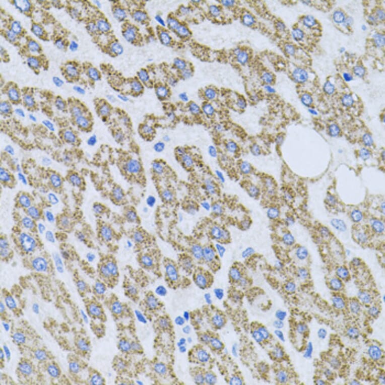 Immunohistochemistry - Anti-NT-4 Antibody (A13073) - Antibodies.com