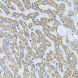 Immunohistochemistry - Anti-NT-4 Antibody (A13073) - Antibodies.com