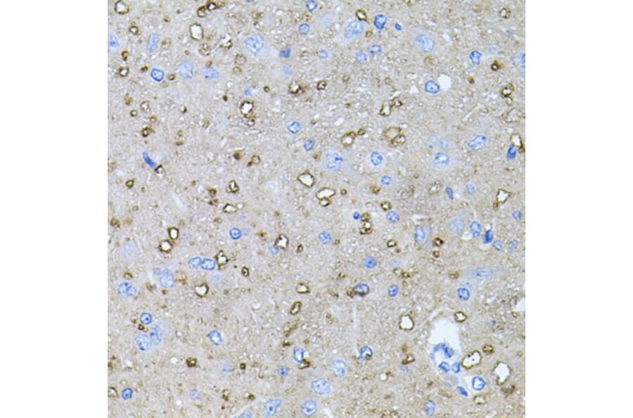 Immunohistochemistry - Anti-NT-4 Antibody (A13073) - Antibodies.com