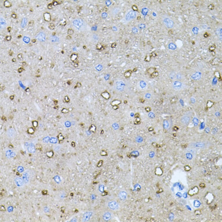 Immunohistochemistry - Anti-NT-4 Antibody (A13073) - Antibodies.com