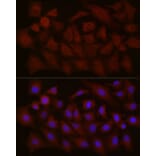 Immunofluorescence - Anti-NT-4 Antibody (A13073) - Antibodies.com